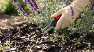Sträucher und Stauden beschneiden