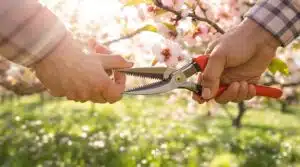 Frühjahr Obstbaum Beschneidung
