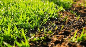 Der Frühling ist optimal für Rasenflächen