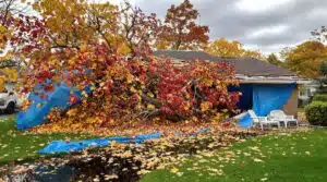 Aufräumschritte nach Sturmschäden