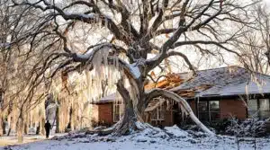 Winterschäden Baumpflege