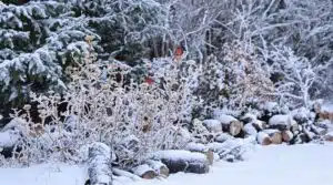 winterfreundliche Naturgärten