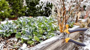 Wintergarten-Pflege-Abonnement