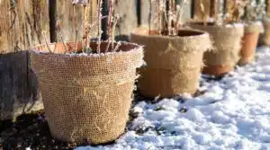 Winterschutz für Topfpflanzen