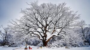 Winterbaumpflege-Richtlinien