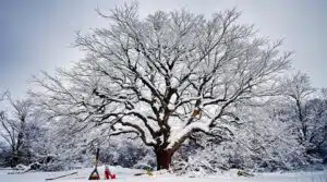 Winterbaumpflege-Richtlinien