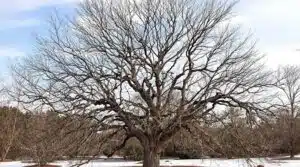 Winterbaumpflege-Tipps