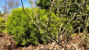 Beschneiden von Sträuchern für den Frühling