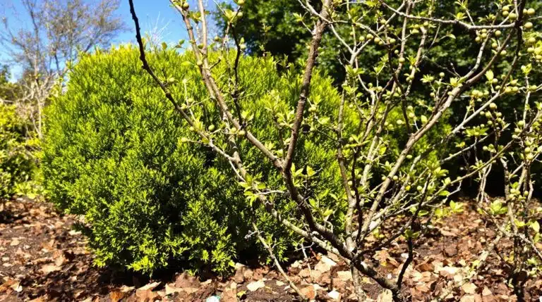 Beschneiden von Sträuchern für den Frühling