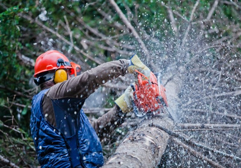 Baumpflege: Baumsanierung, Baumchirurgie, Baumfällung