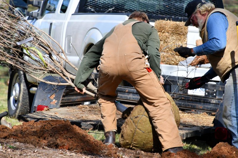 Baumpflege Baum Verpflanzungen und Neuanpflanzungen